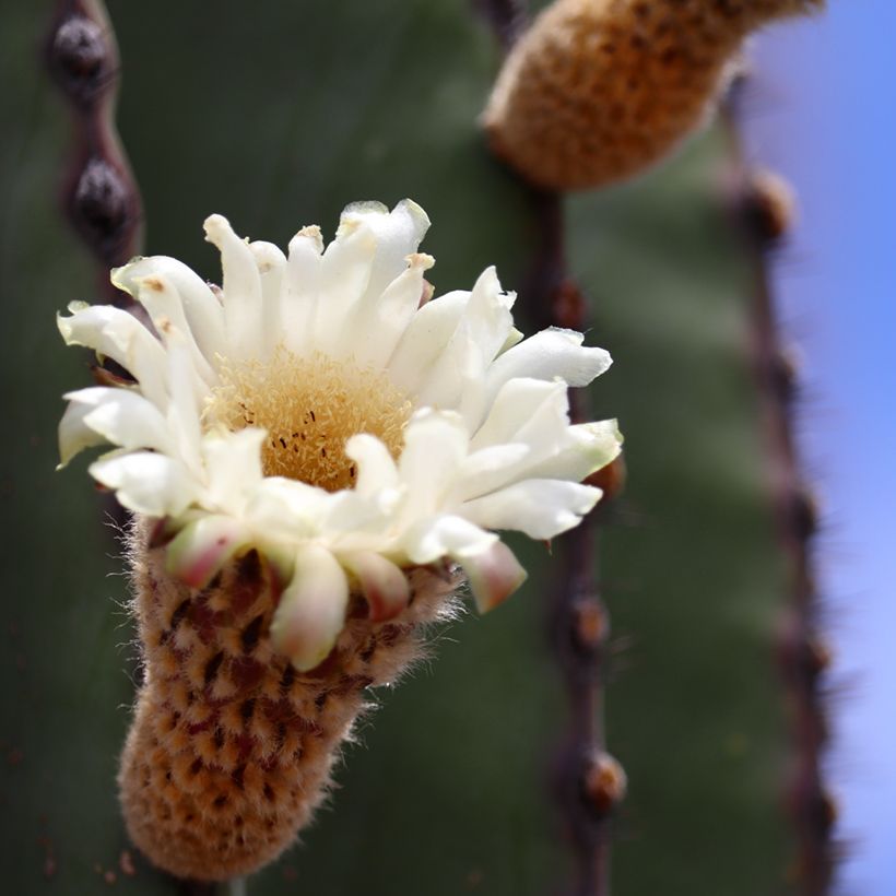 Kaktus - Pachycereus pringlei (Blüte)