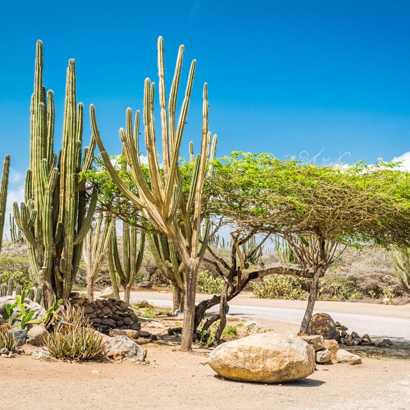 Kaktus - Stenocereus griseus (Wuchs)