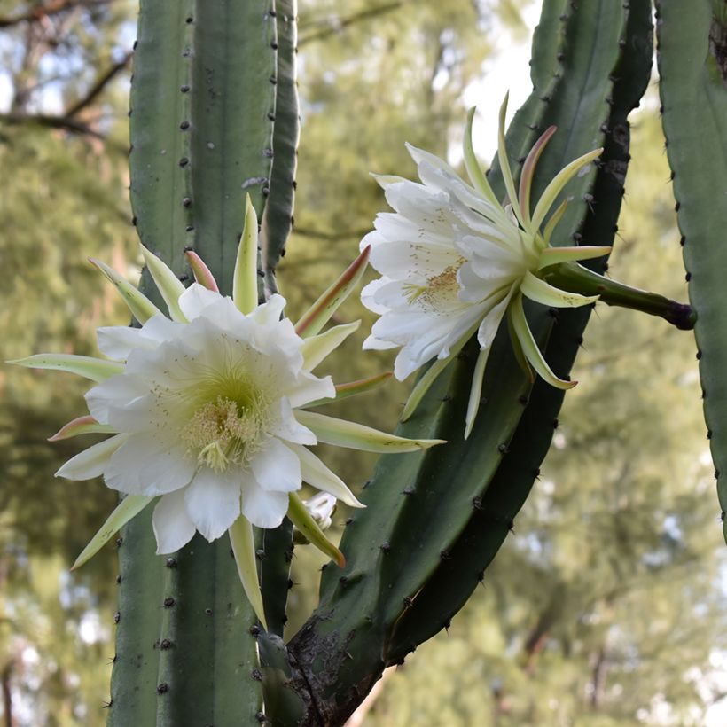 San-Pedro-Kaktus - Trichocereus pachanoi (Flowering)