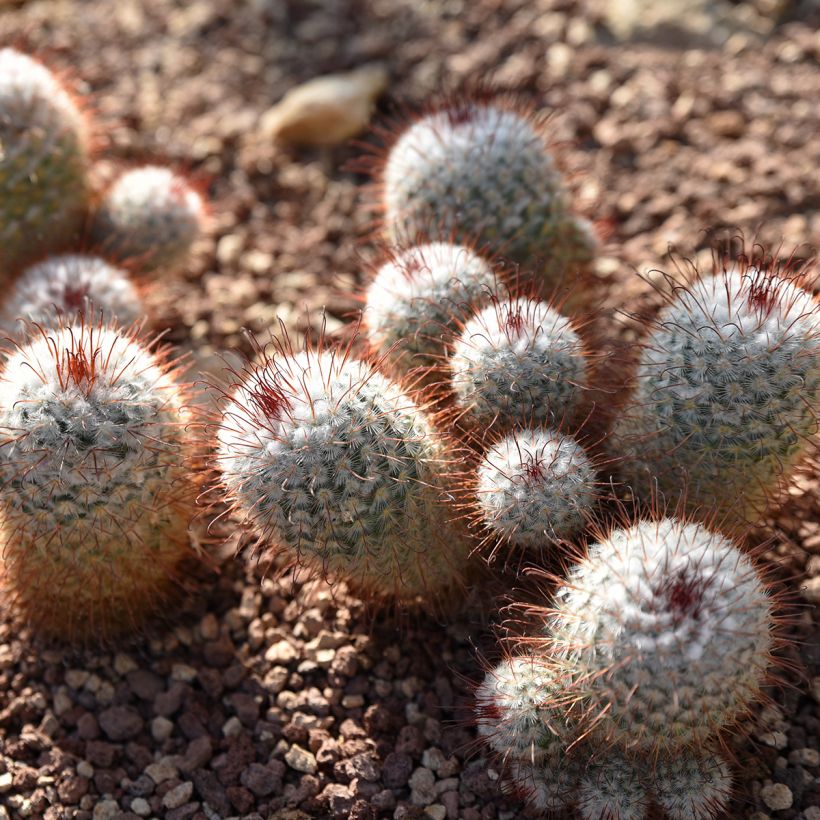 Kaktus - Mammillaria bombycina (Wuchs)