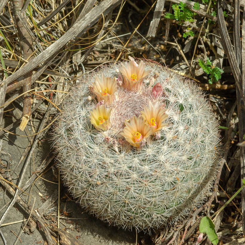 Kaktus - Mammillaria candida (Wuchs)