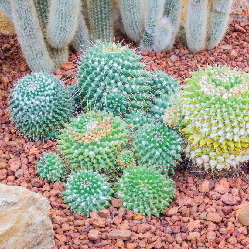 Kaktus - Mammillaria nejapensis Silver Arrows (Wuchs)