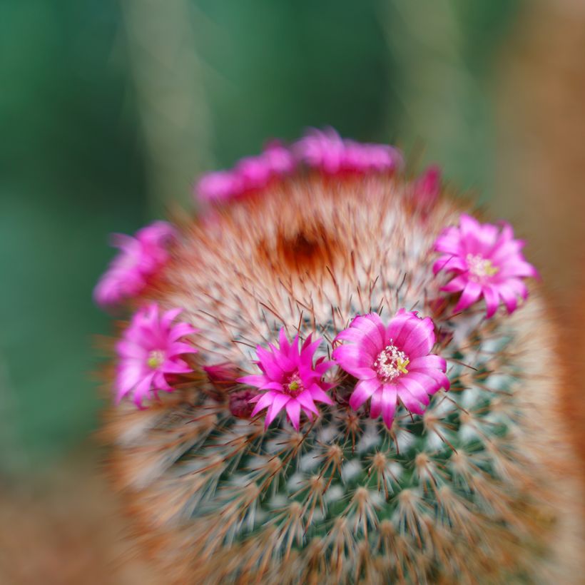 Kaktus - Mammillaria spinosissima f. rubrispina  (Blüte)