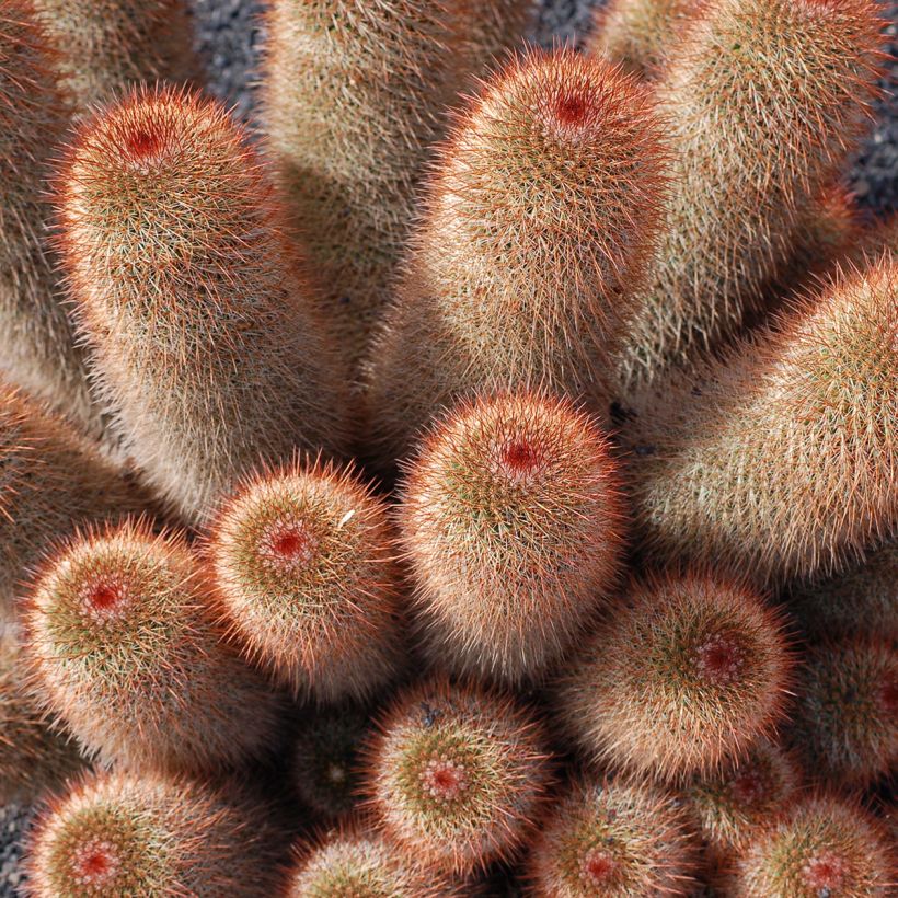 Kaktus - Mammillaria spinosissima f. rubrispina  (Wuchs)
