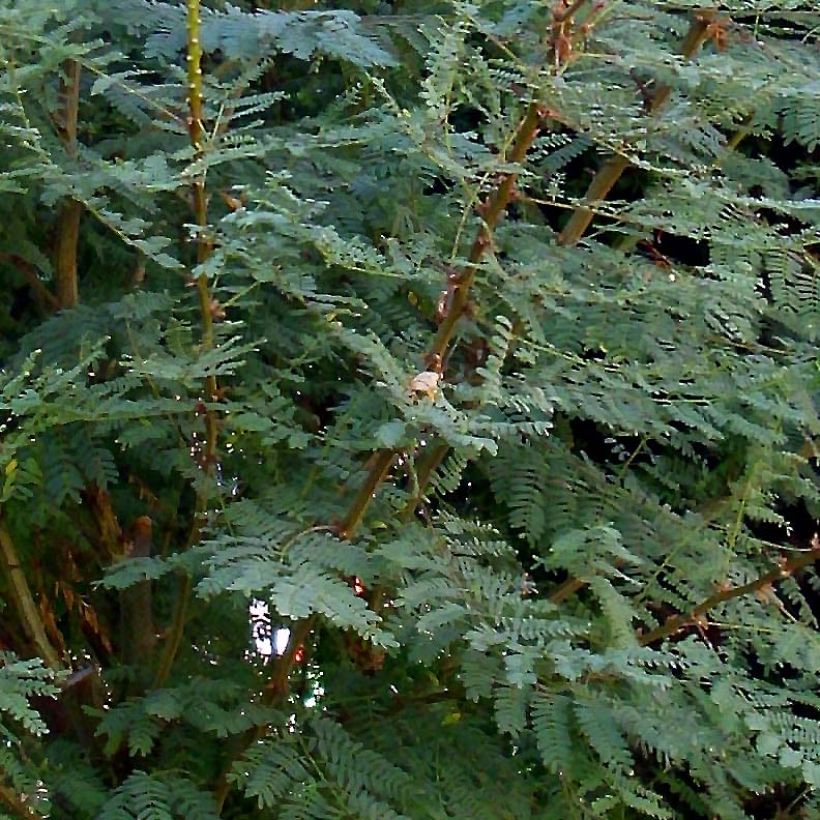 Caesalpinia gilliesii - Paradiesvogelbusch (Foliage)