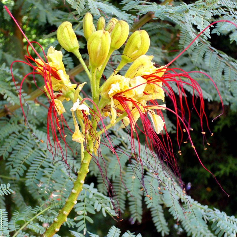 Caesalpinia gilliesii - Paradiesvogelbusch (Flowering)