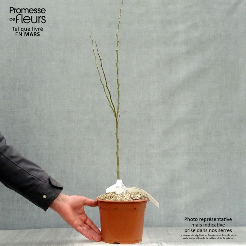 Example of Caesalpinia gilliesii - Paradiesvogelbusch Topf mit 2L/3L as you get in printemps