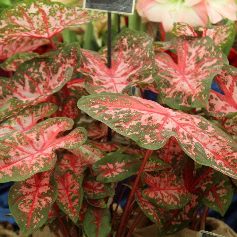 Caladium Carolyn Whorton (Wuchs)
