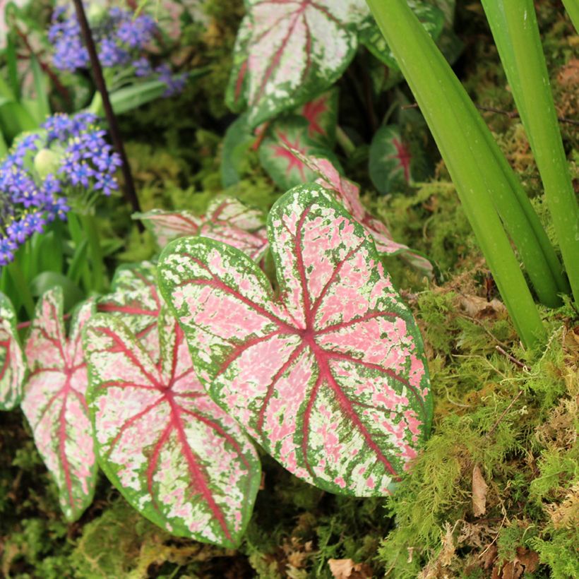 Caladium Tapestry (Wuchs)