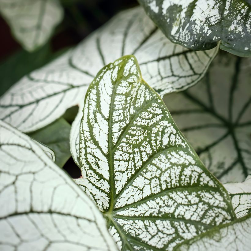 Caladium Pliage (Laub)
