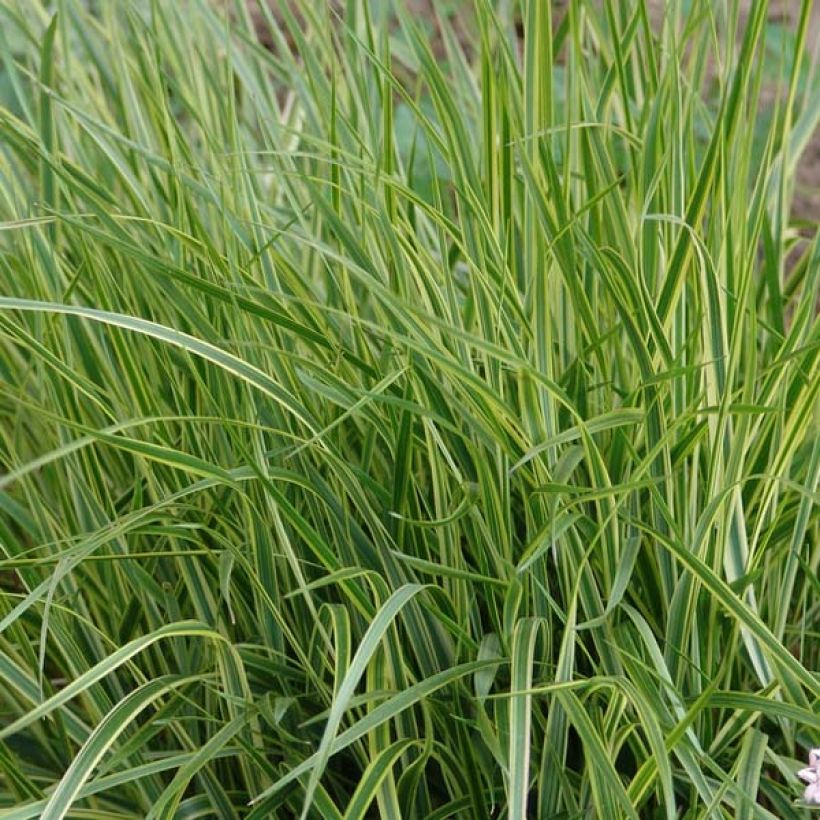 Calamagrostis acutiflora Overdam - Reitgras (Laub)