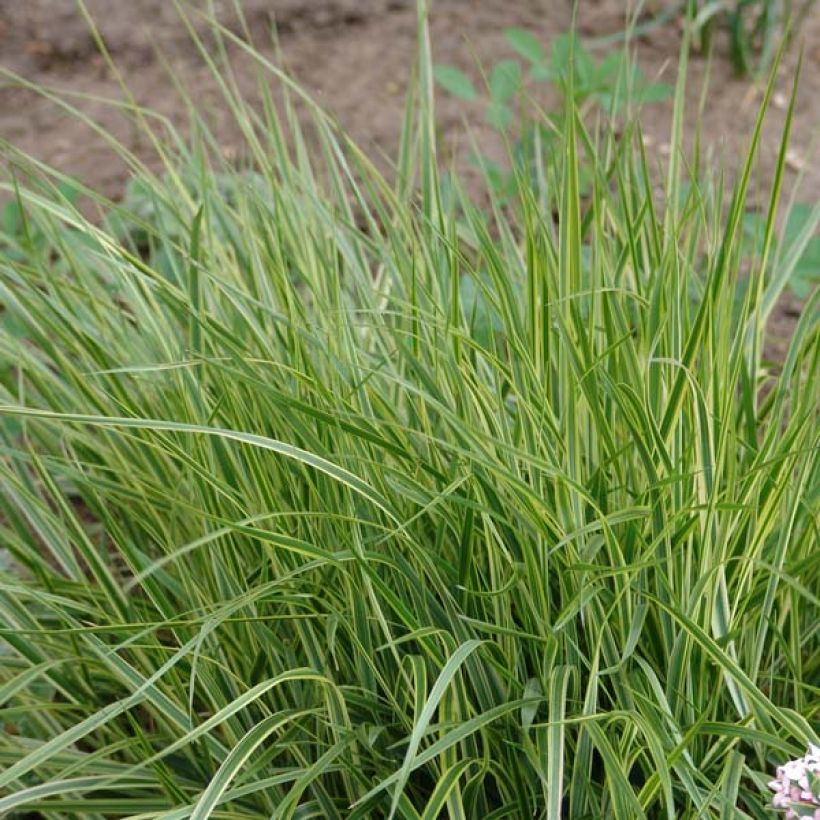Calamagrostis acutiflora Overdam - Reitgras (Wuchs)