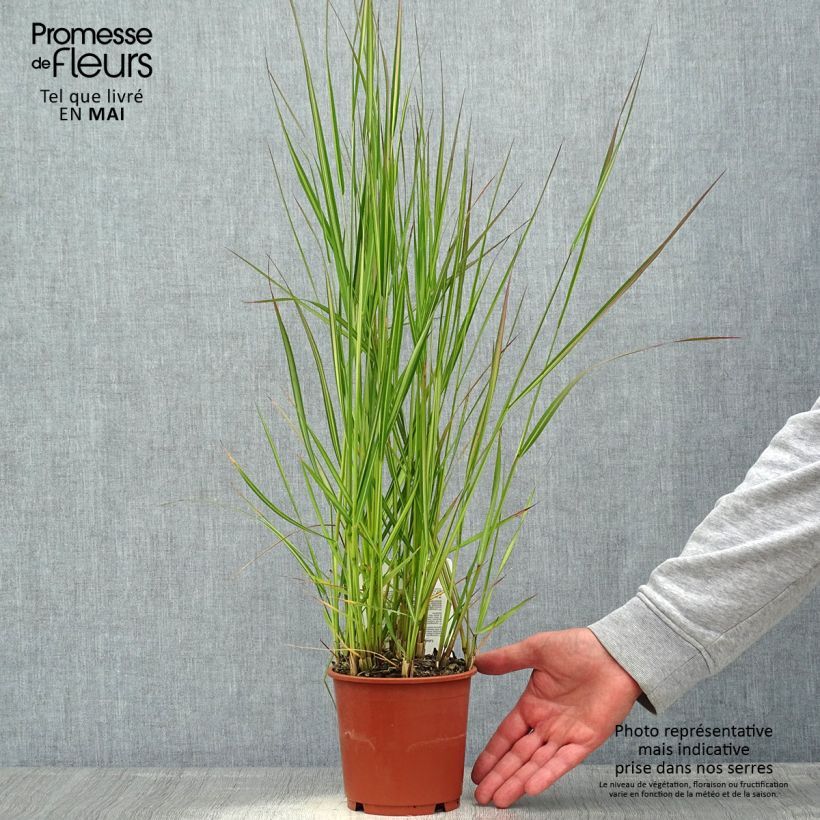 Exemplar von Calamagrostis acutiflora Avalanche - Reitgras Topf mit 1L/1,5L wie im Frühjahr geliefert
