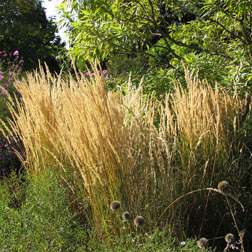 Calamagrostis acutiflora Karl Foerster - Reitgras (Flowering)