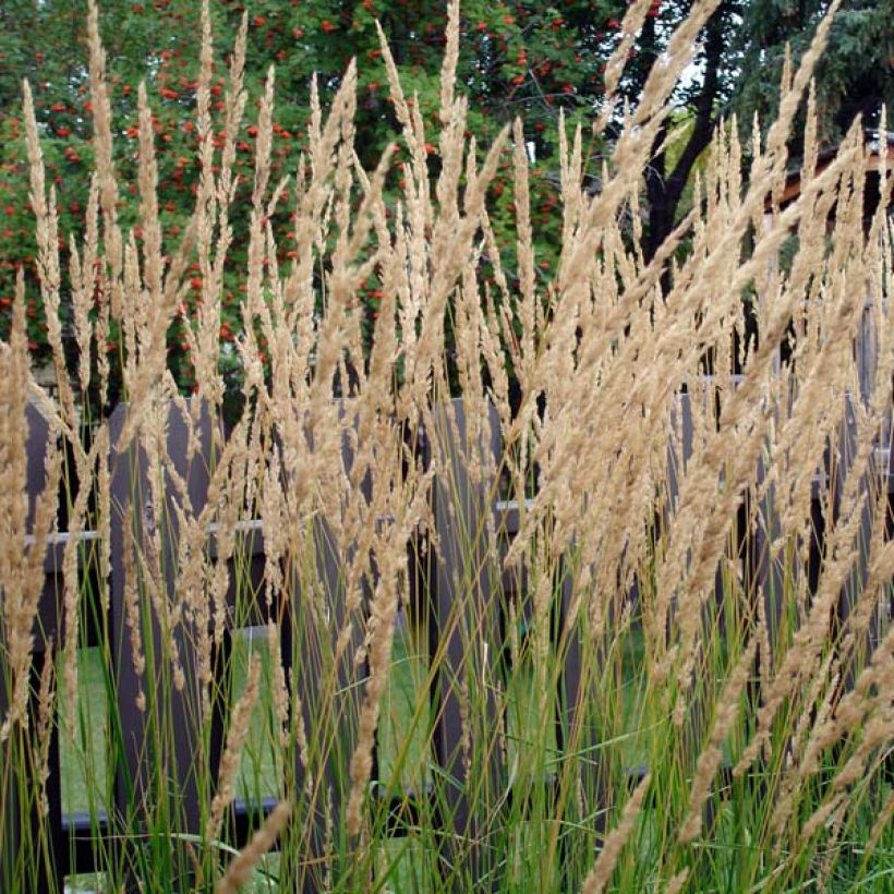 Calamagrostis acutiflora Karl Foerster - Reitgras (Plant habit)