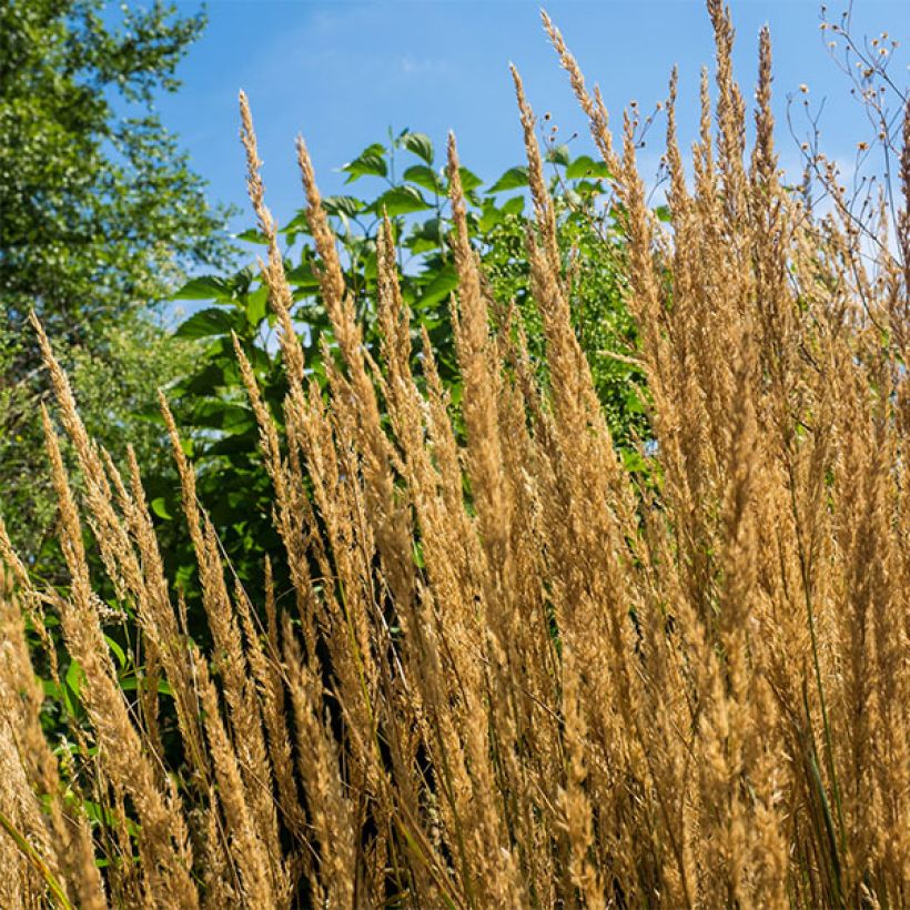 Calamagrostis acutiflora Overdam - Reitgras (Blüte)
