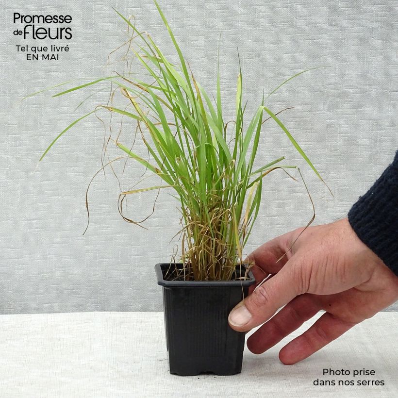 Exemplar von Calamagrostis brachytricha - Diamantgras Kleine Töpfe von 8/9 cm wie im Frühjahr geliefert