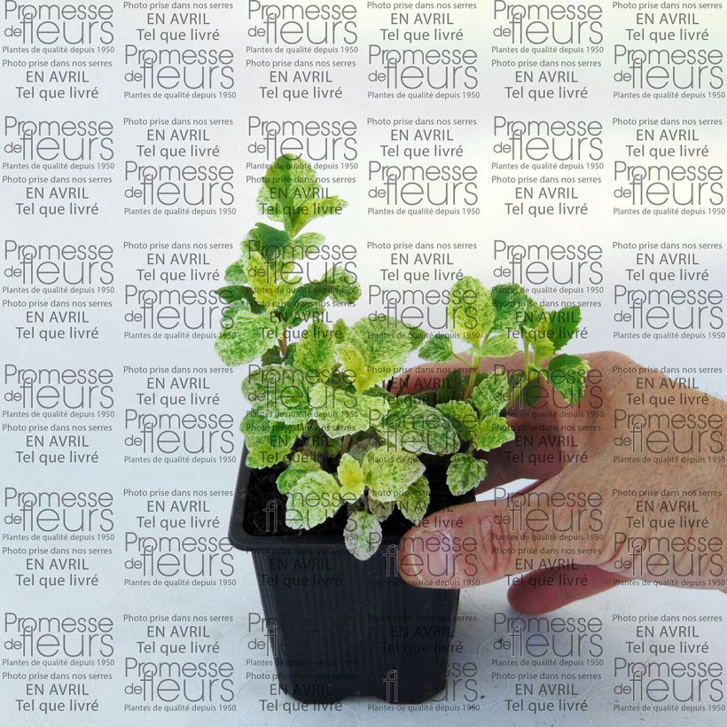 Beispiel eines Exemplars von Calamintha grandiflora Variegata - Großblütige Bergminze Kleine Töpfe von 8/9 cm wie geliefert