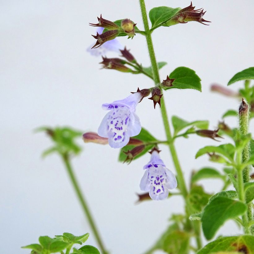 Kleine Bergminze - Calamintha nepeta (Flowering)