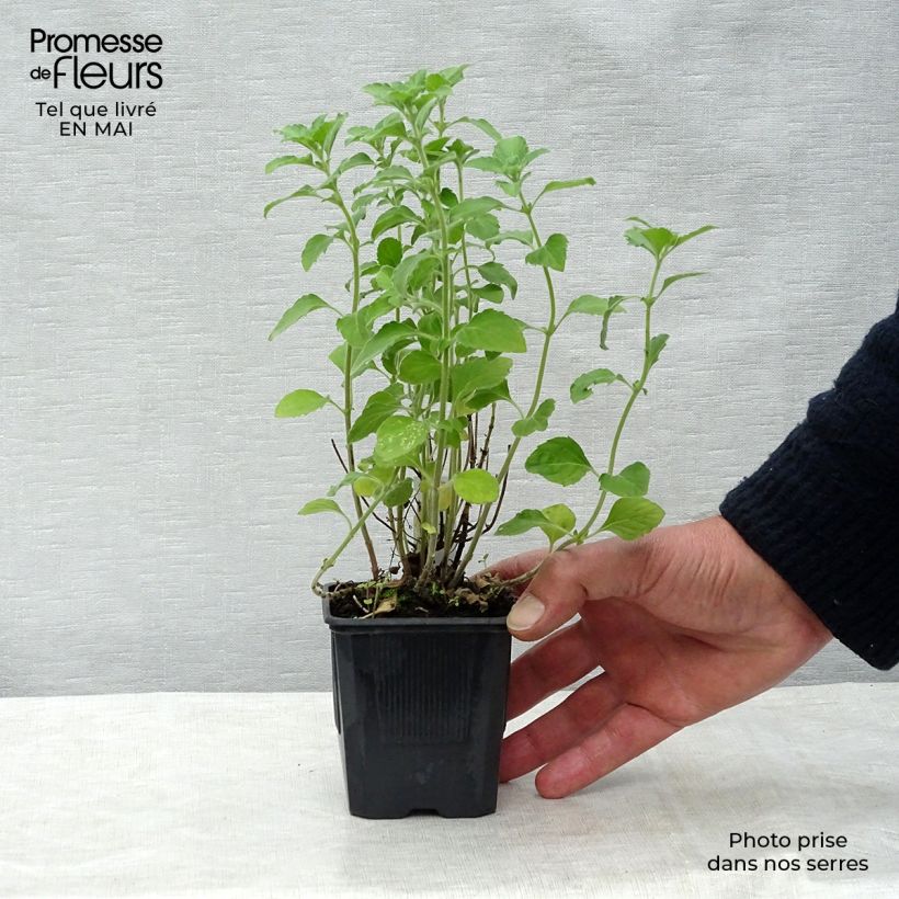 Example of Kleine Bergminze - Calamintha nepeta Kleine Töpfe von 8/9 cm as you get in printemps