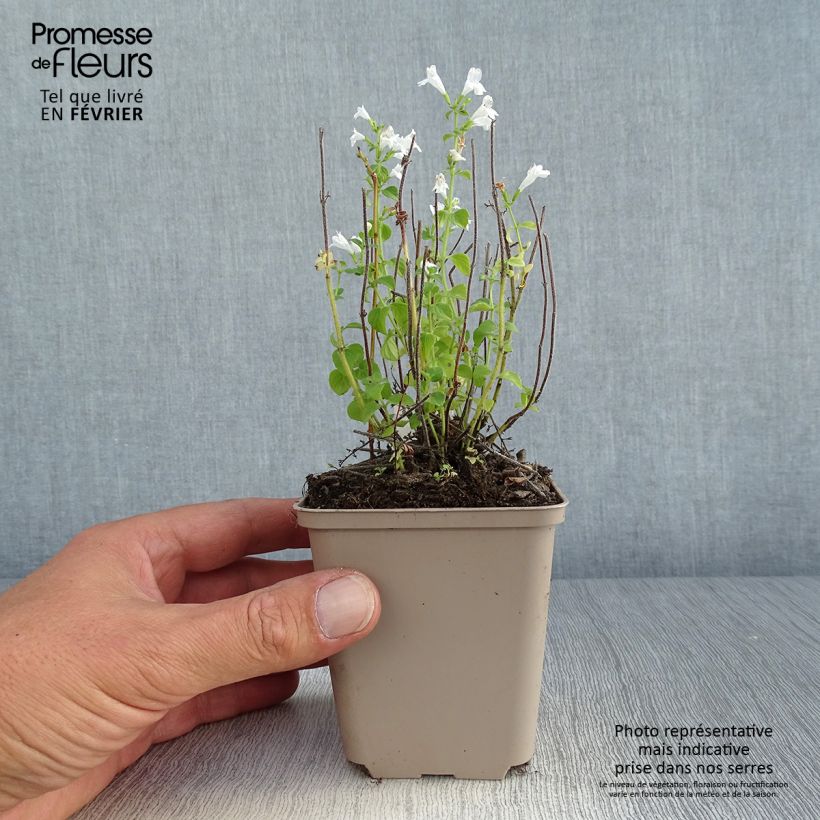 Exemplar von Calamintha nepeta Weisser Riese - Kleine Bergminze Kleine Töpfe von 8/9 cm wie im Herbst geliefert