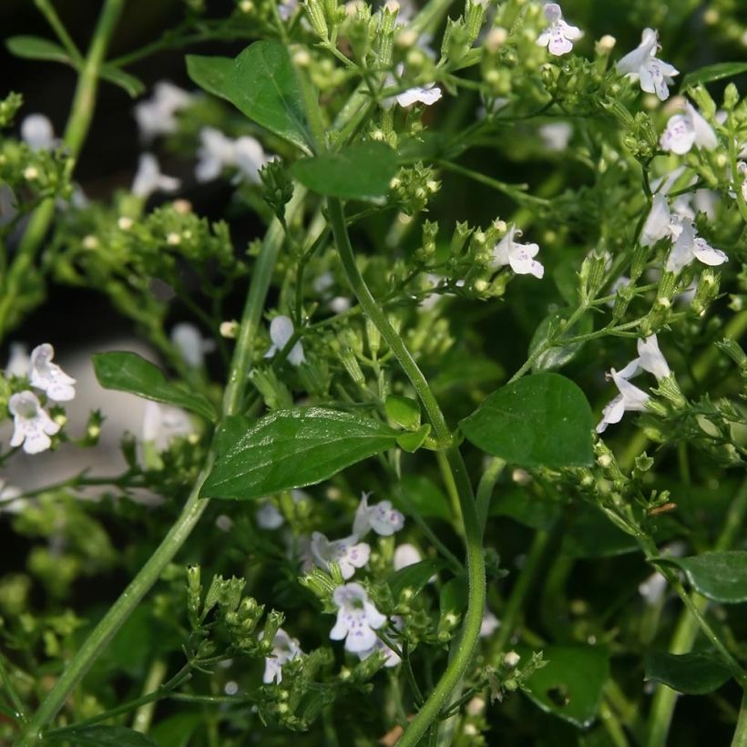 Calamintha nepeta White Cloud - Kleine Bergminze (Foliage)