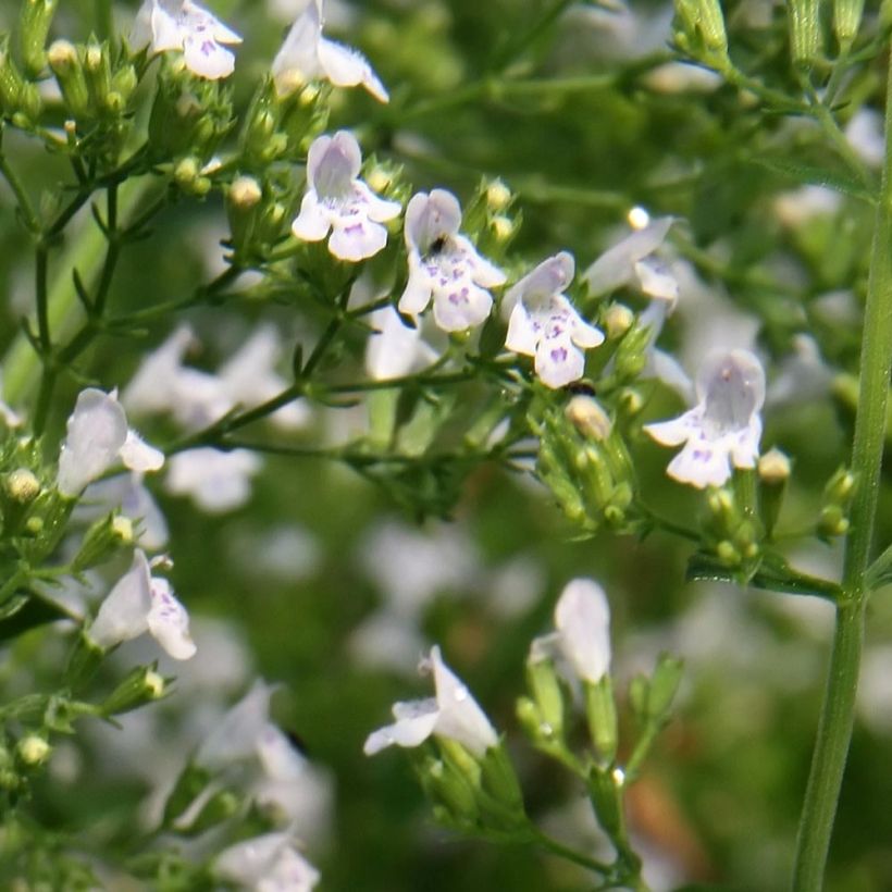 Calamintha nepeta White Cloud - Kleine Bergminze (Flowering)