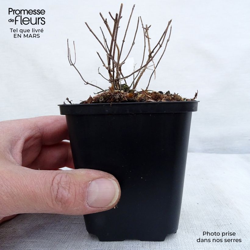 Example of Calamintha nepeta White Cloud - Kleine Bergminze Kleine Töpfe von 8/9 cm as you get in printemps