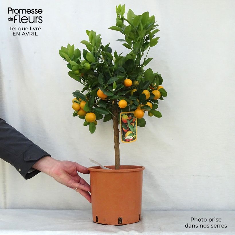 Exemplar von Calamondin - Citrus madurensis Topf mit 4L/5L, 1/4 Stängel wie im Frühjahr geliefert