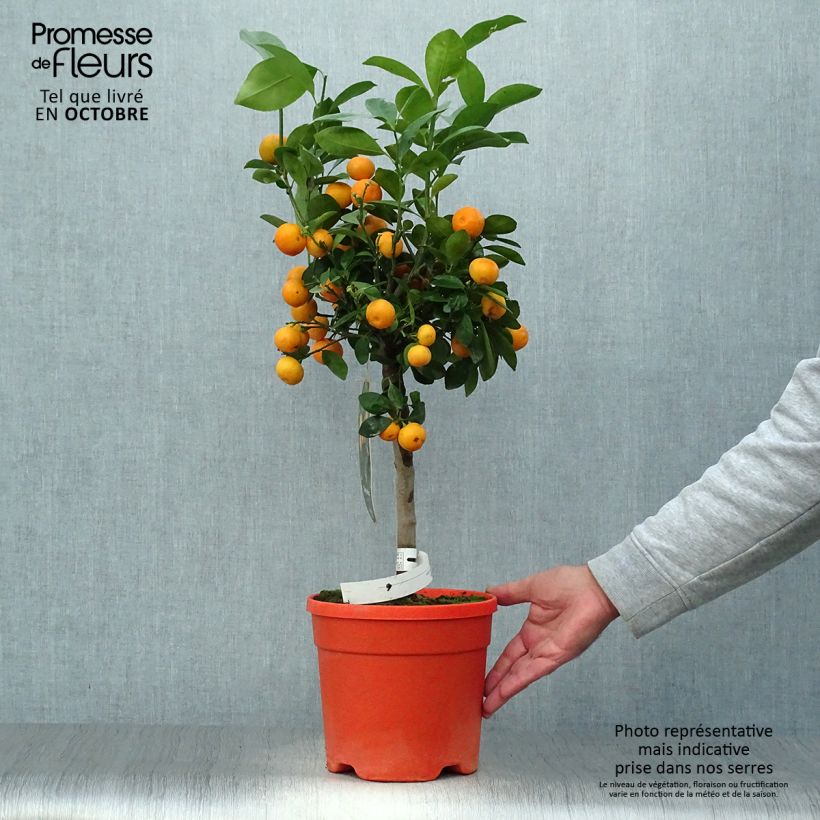 Exemplar von Calamondin - Citrus madurensis Topf mit 6L/7L, Stamm wie im Herbst geliefert
