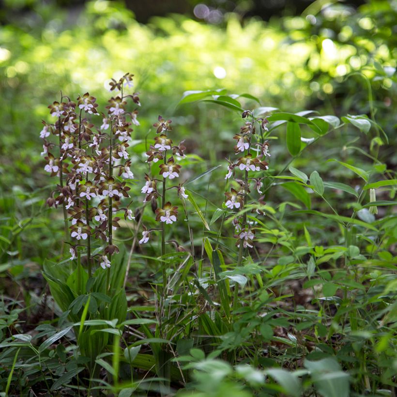Calanthe discolor - Gartenorchidee (Wuchs)