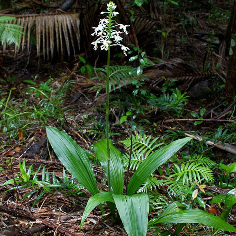 Calanthe triplicata - Gartenorchidee (Wuchs)
