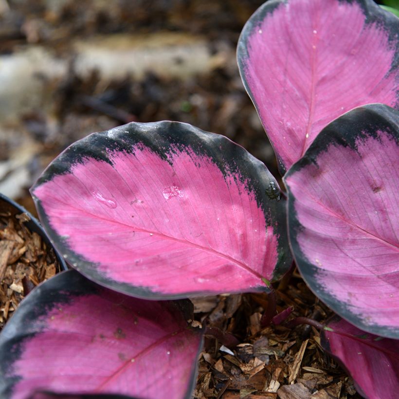 Calathea Crimson (Foliage)