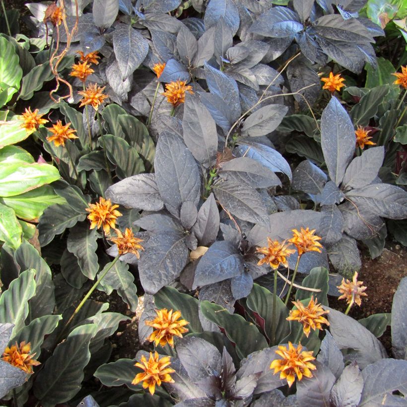 Calathea crocata - Korbmaranten (Laub)