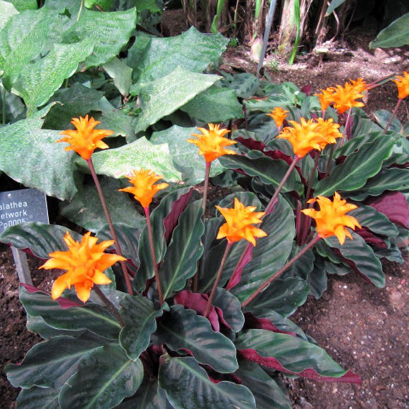 Calathea crocata - Korbmaranten (Wuchs)