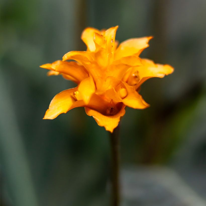 Calathea crocata - Korbmaranten (Blüte)