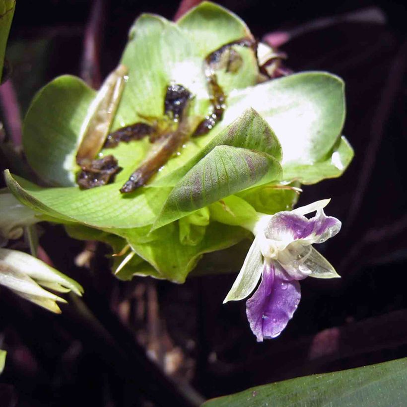 Calathea Dottie - Korbmaranten (Flowering)