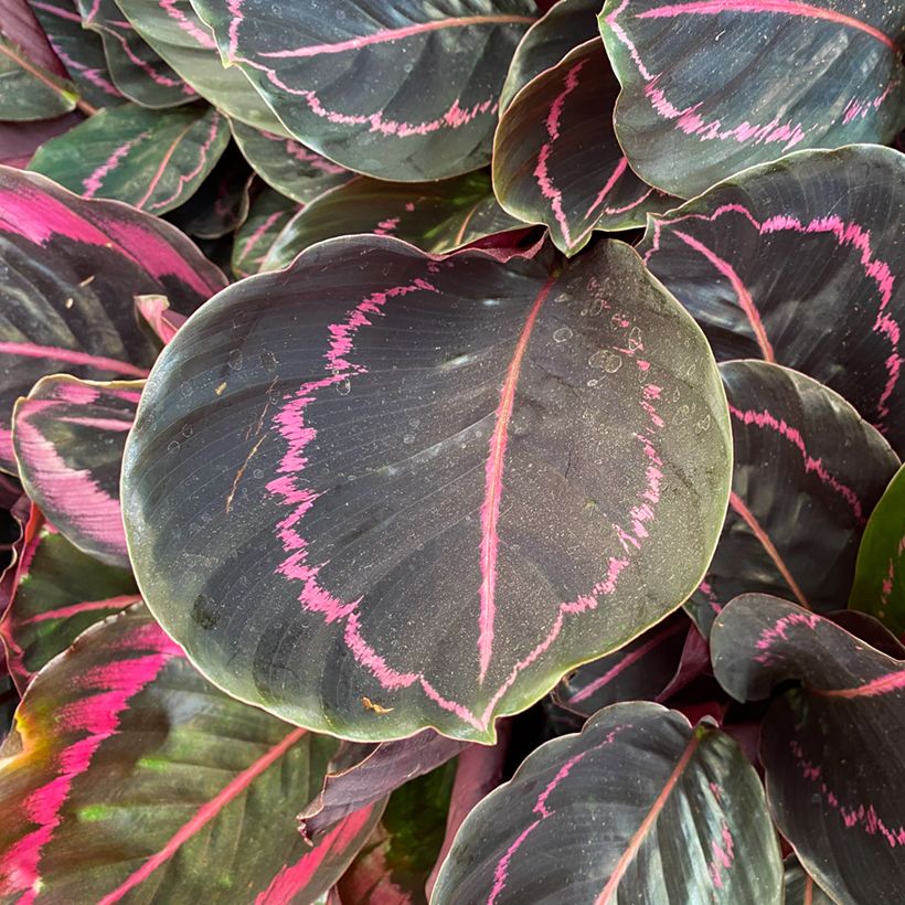 Calathea Dottie - Korbmaranten (Foliage)