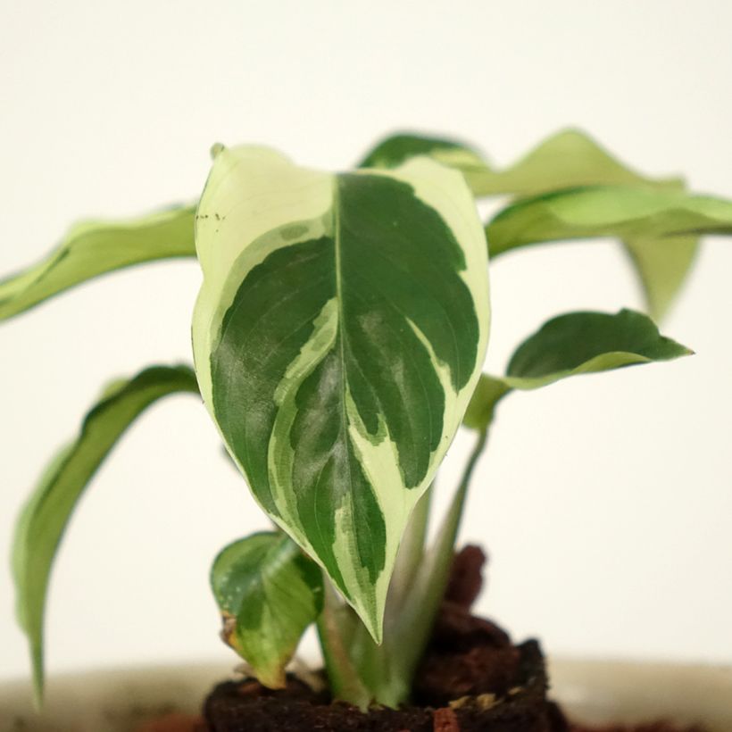 Calathea Fusion White - Korbmaranten (Foliage)