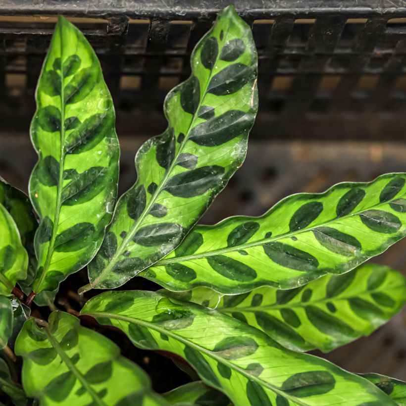 Calathea insignis - Korbmaranten (Foliage)