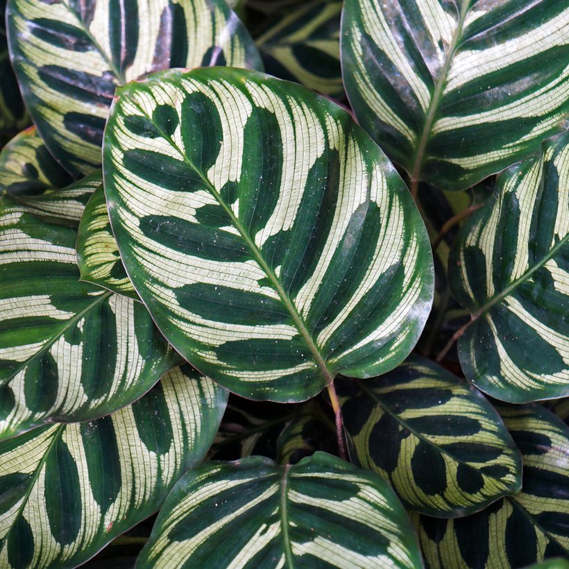 Calathea makoyana - Korbmaranten (Foliage)