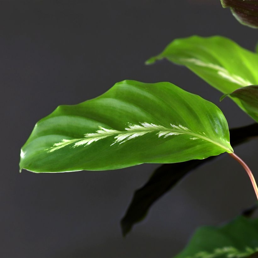 Calathea Maui Queen - Korbmaranten (Foliage)