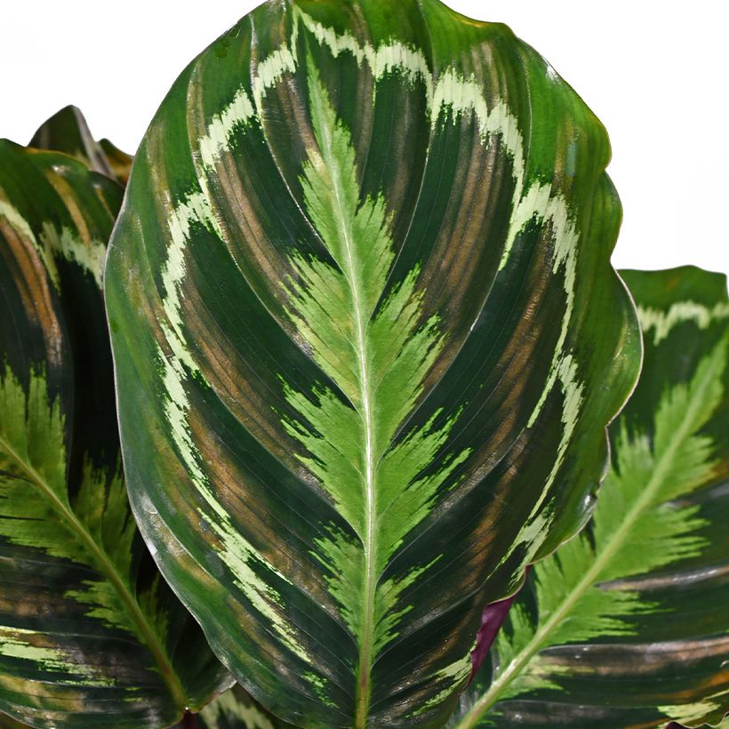 Calathea Medaillon - Korbmaranten (Foliage)