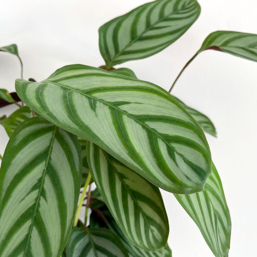 Ctenanthe oppenheimiana (Laub)