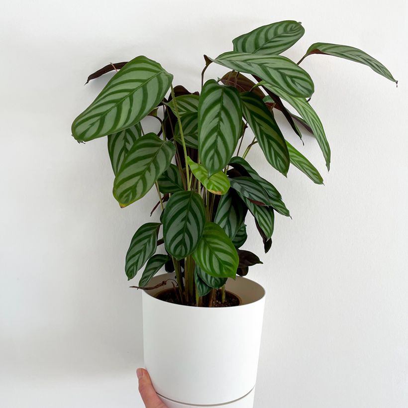 Ctenanthe oppenheimiana (Wuchs)