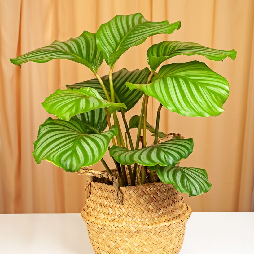Calathea orbifolia - Korbmaranten (Plant habit)