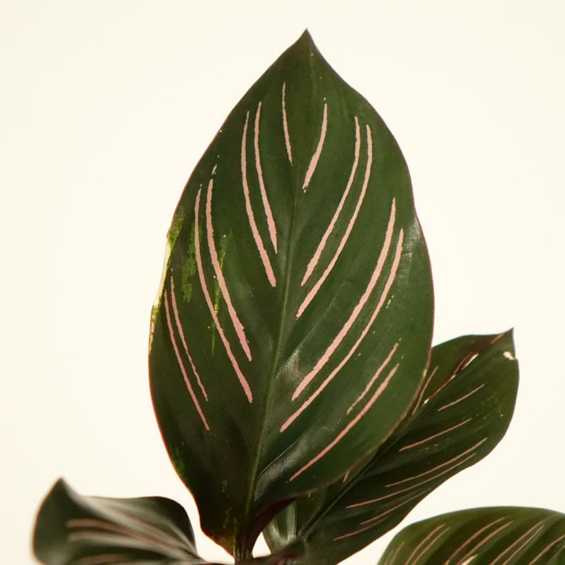 Calathea ornata - Korbmaranten (Laub)