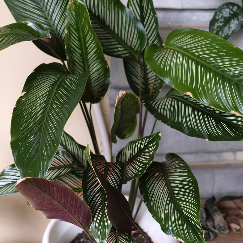 Calathea ornata - Korbmaranten (Wuchs)
