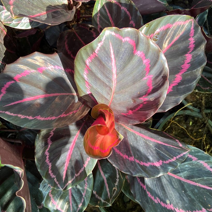 Calathea roseopicta - Korbmaranten (Laub)