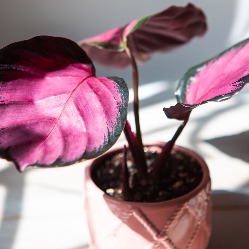 Calathea roseopicta Rosy - Korbmaranten (Laub)